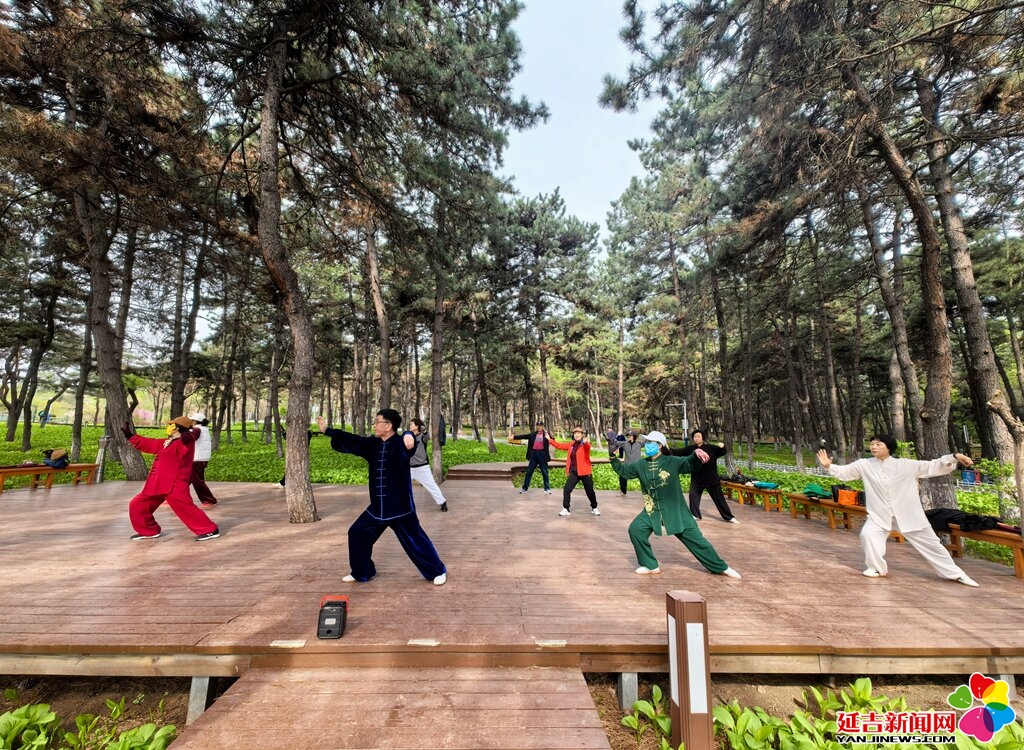 公園里的松林晨韻太極風雅